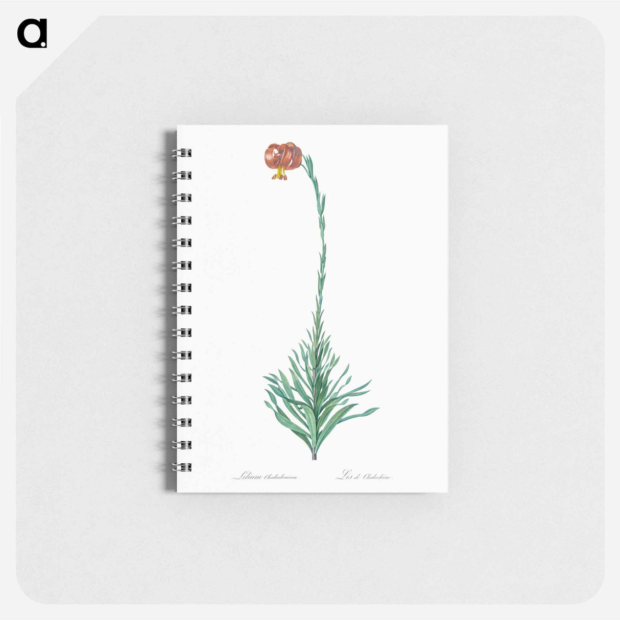 Scarlet martagon lily illustration - ピエール ジョゼフ ルドゥーテ Memo.