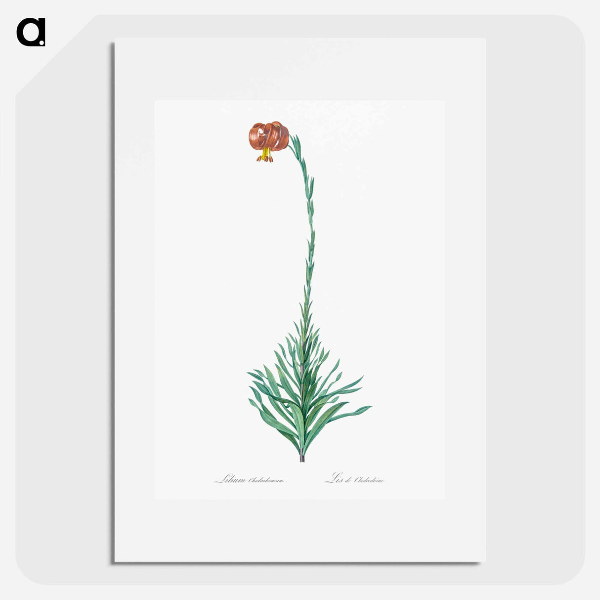 Scarlet martagon lily illustration - Pierre Joseph Redouté Poster.
