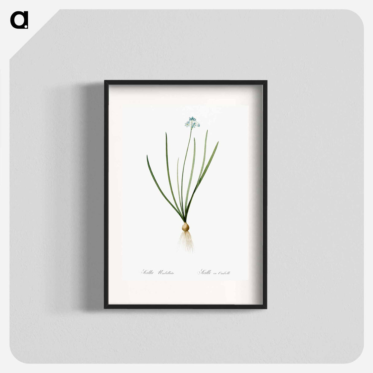 Spring squill illustration - Pierre Joseph Redouté Poster.