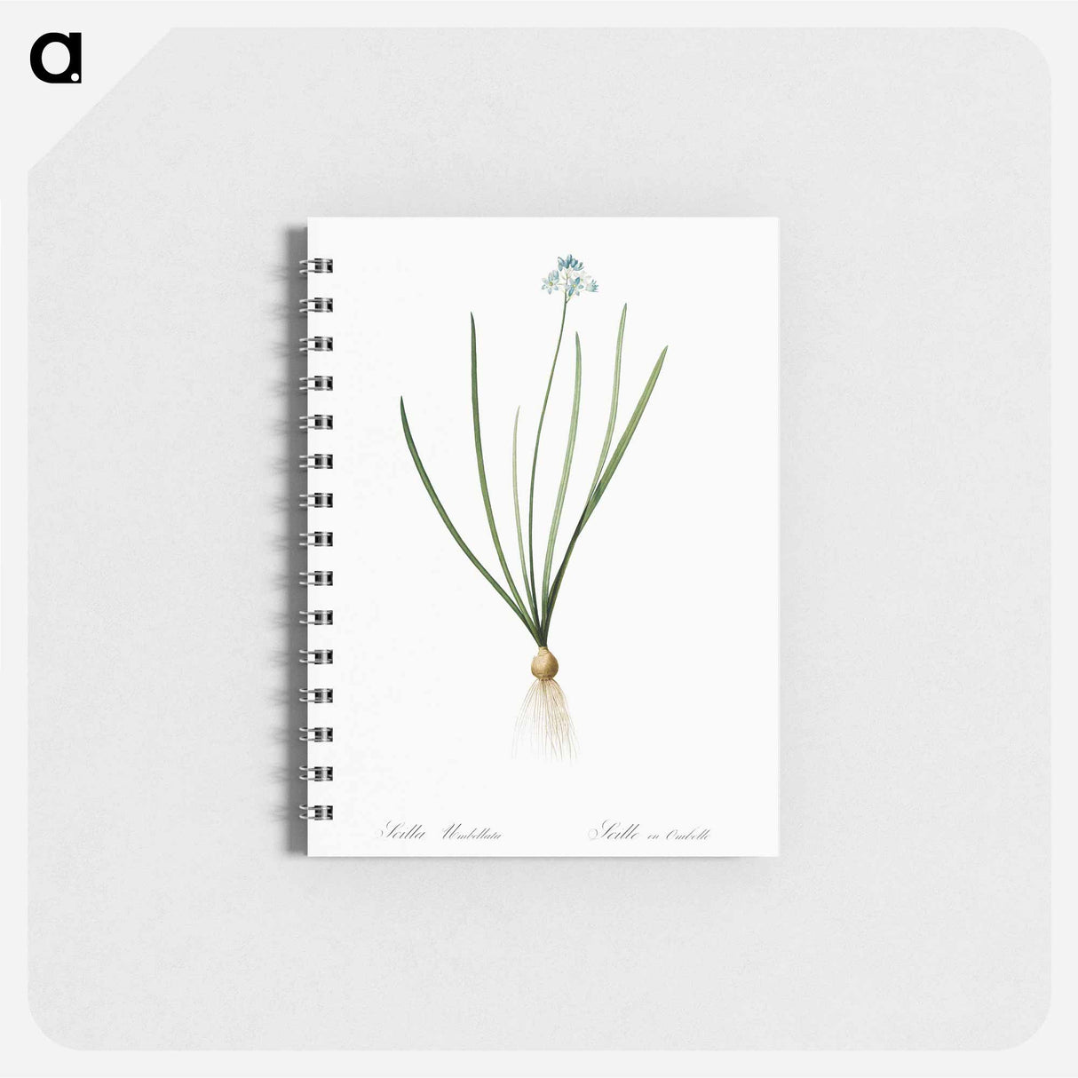 Spring squill illustration - ピエール ジョゼフ ルドゥーテ Memo.