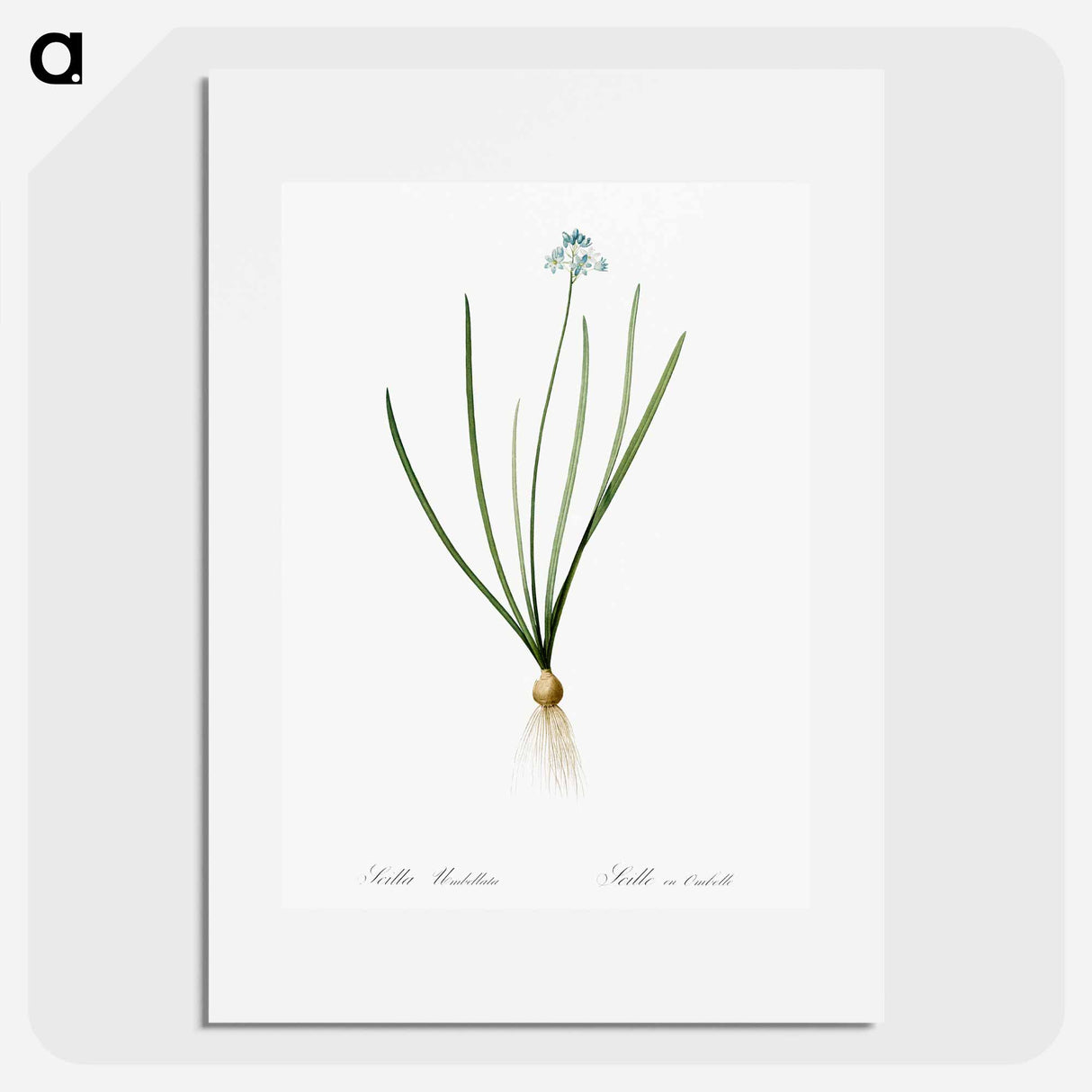 Spring squill illustration - Pierre Joseph Redouté Poster.