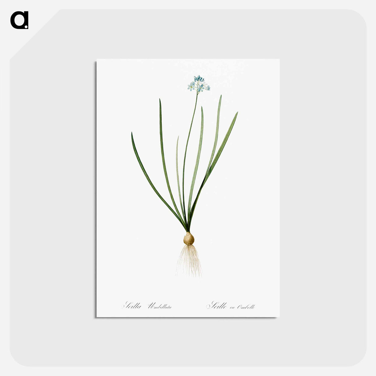 アートポストカード-Spring squill illustration - ピエール ジョゼフ ルドゥーテ Postcard.