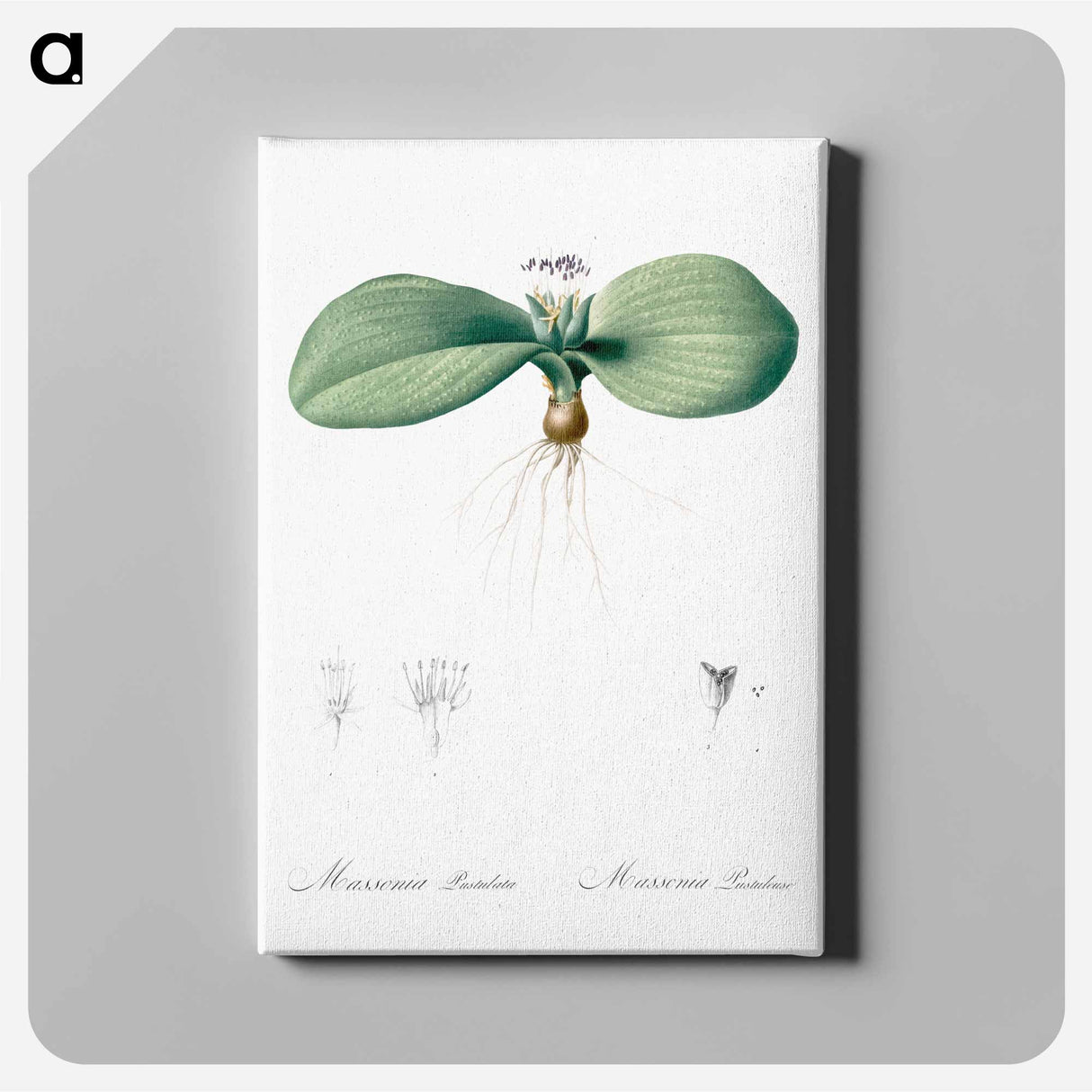 アートパネル-Massonia pustulata illustration from Les liliacées - ピエール ジョゼフ ルドゥーテ Canvas.