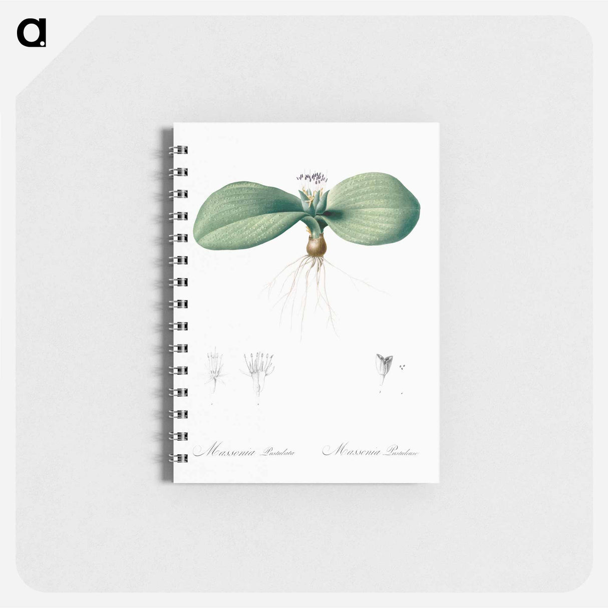 Massonia pustulata illustration from Les liliacées - ピエール ジョゼフ ルドゥーテ Memo.