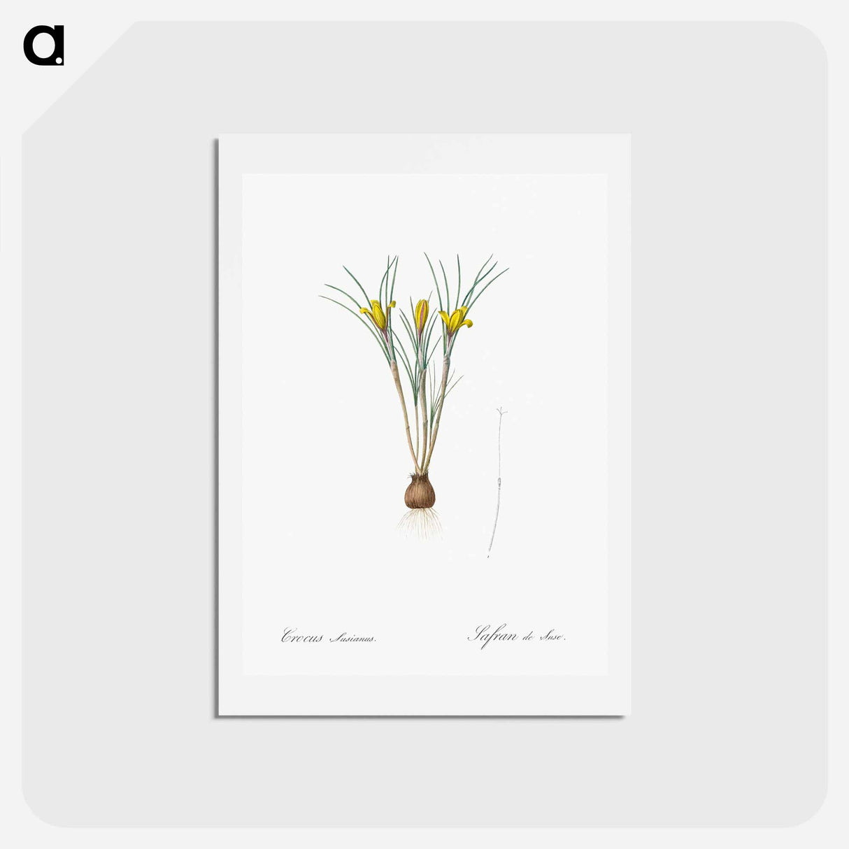アートポストカード-Cloth-of-gold crocus illustration from Les liliacées - ピエール ジョゼフ ルドゥーテ Postcard.