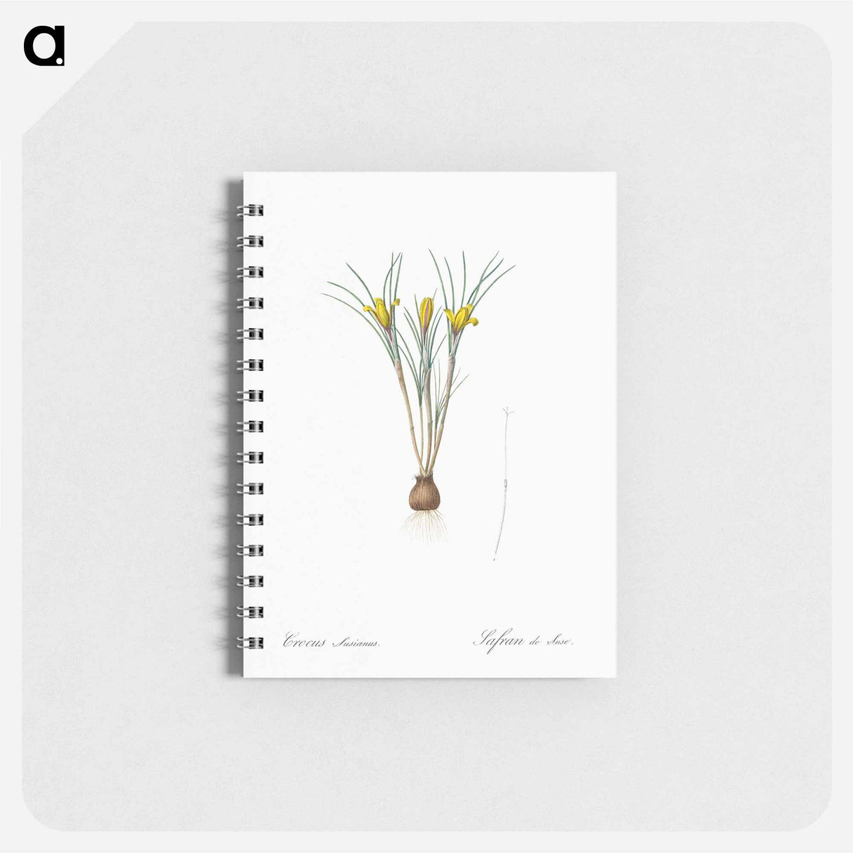 Cloth-of-gold crocus illustration from Les liliacées - ピエール ジョゼフ ルドゥーテ Memo.