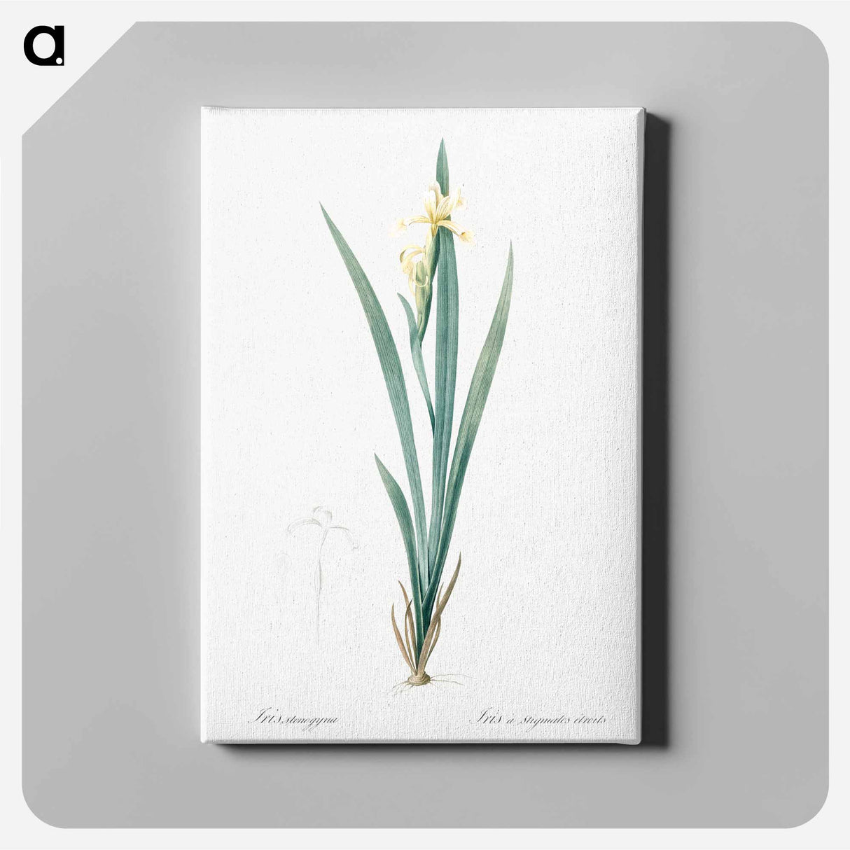 アートパネル-Yellow banded iris illustration - ピエール ジョゼフ ルドゥーテ Canvas.