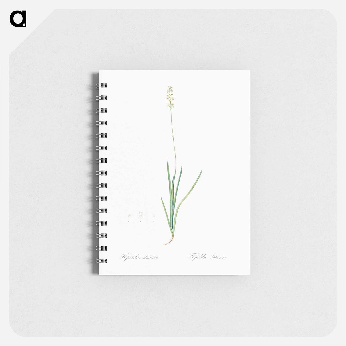 Tofield's asphodel - ピエール ジョゼフ ルドゥーテ Memo.