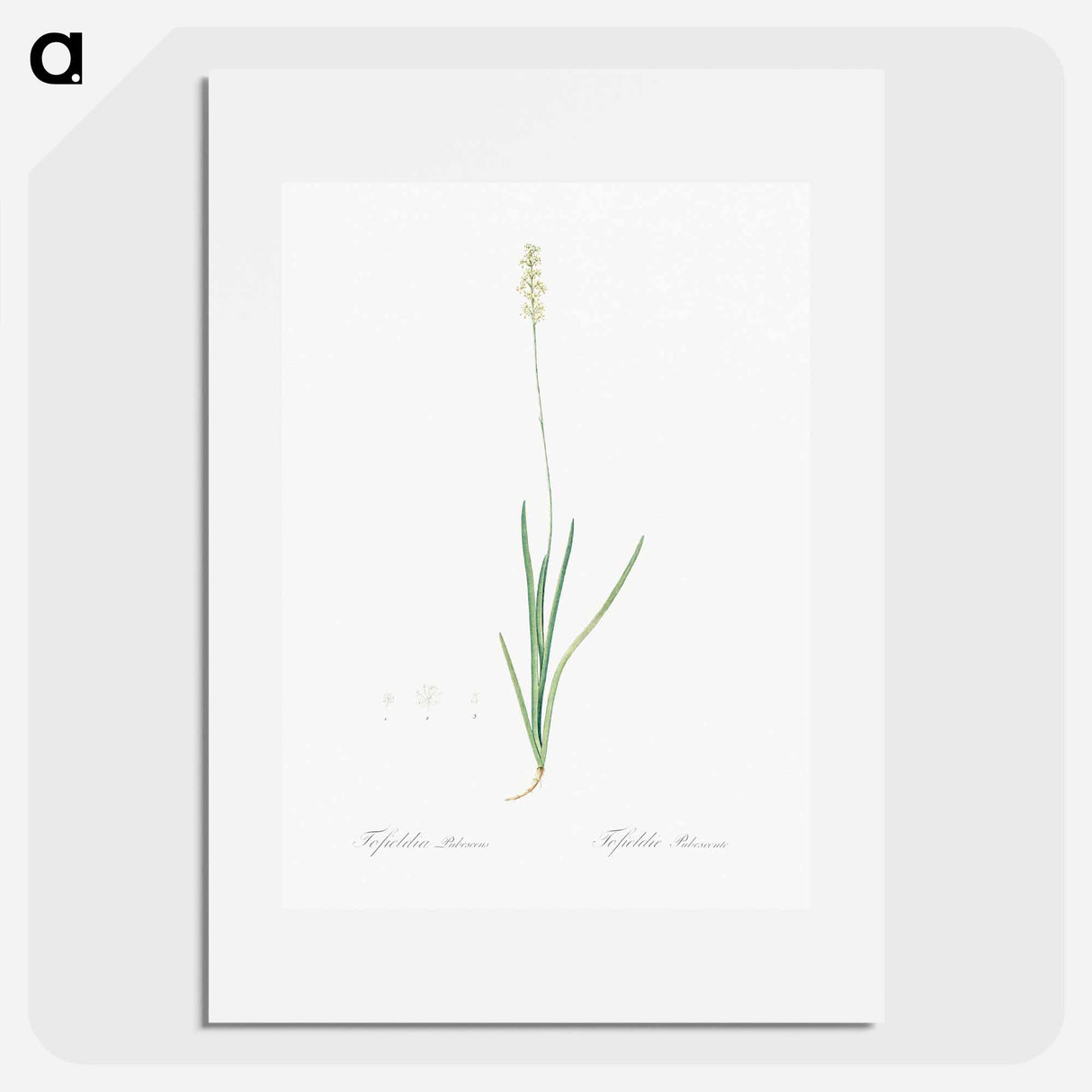 Tofield's asphodel - Pierre Joseph Redouté Poster.