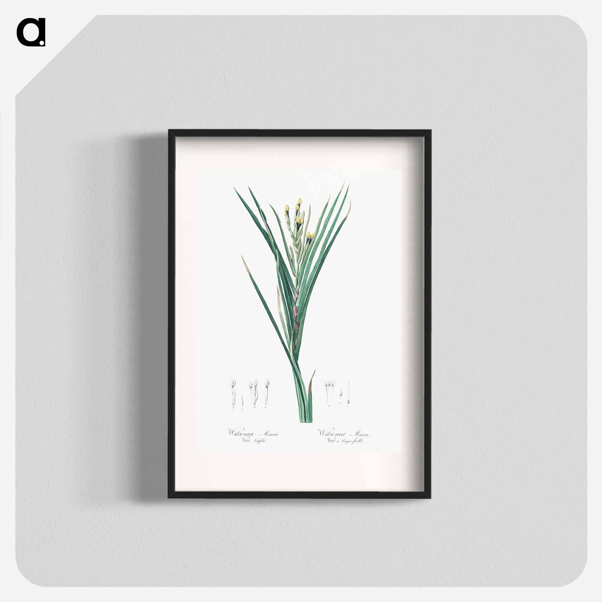 Bokmakierie's tail - Pierre Joseph Redouté Poster.