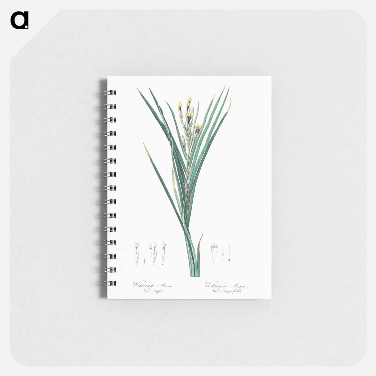 Bokmakierie's tail - ピエール ジョゼフ ルドゥーテ Memo.