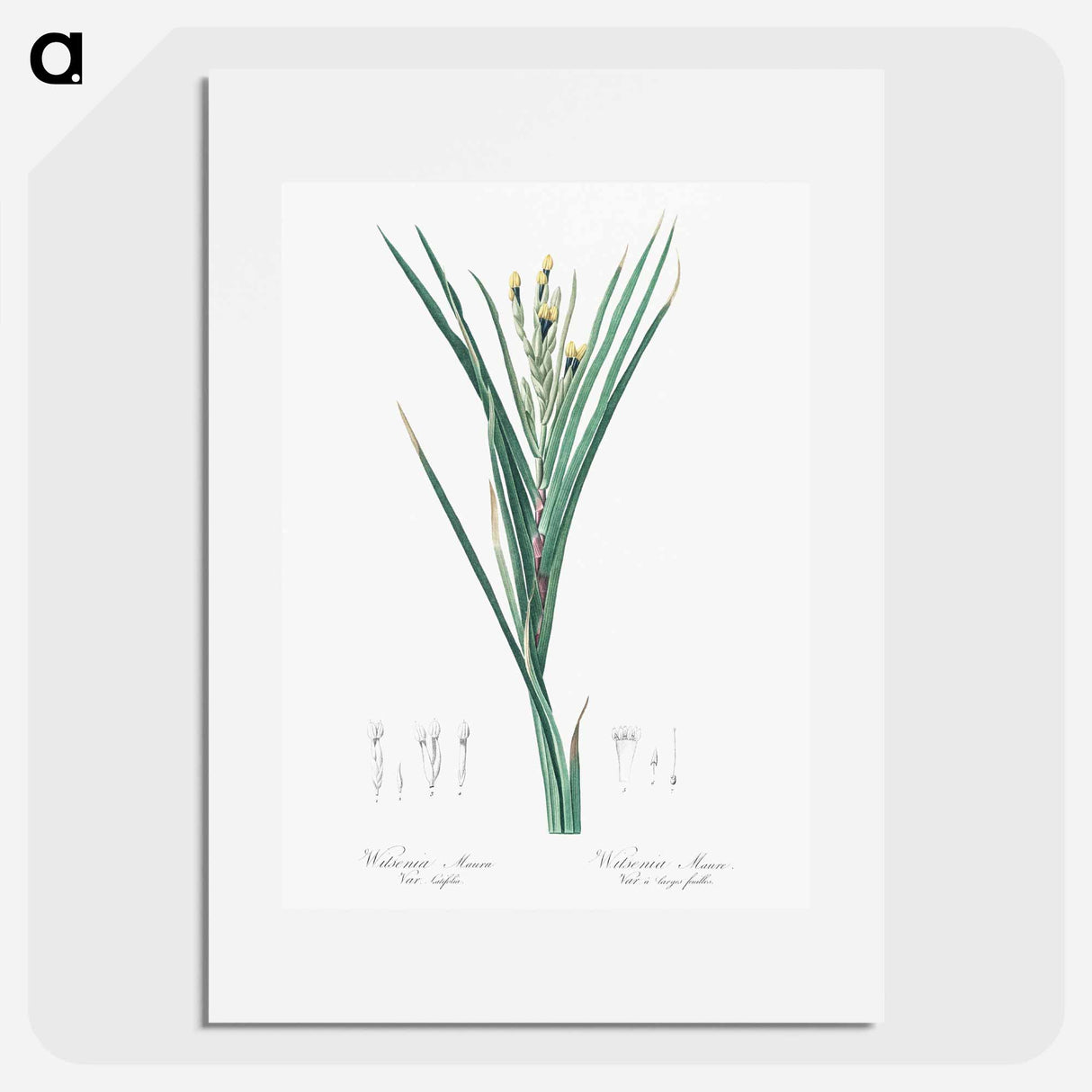 Bokmakierie's tail - Pierre Joseph Redouté Poster.