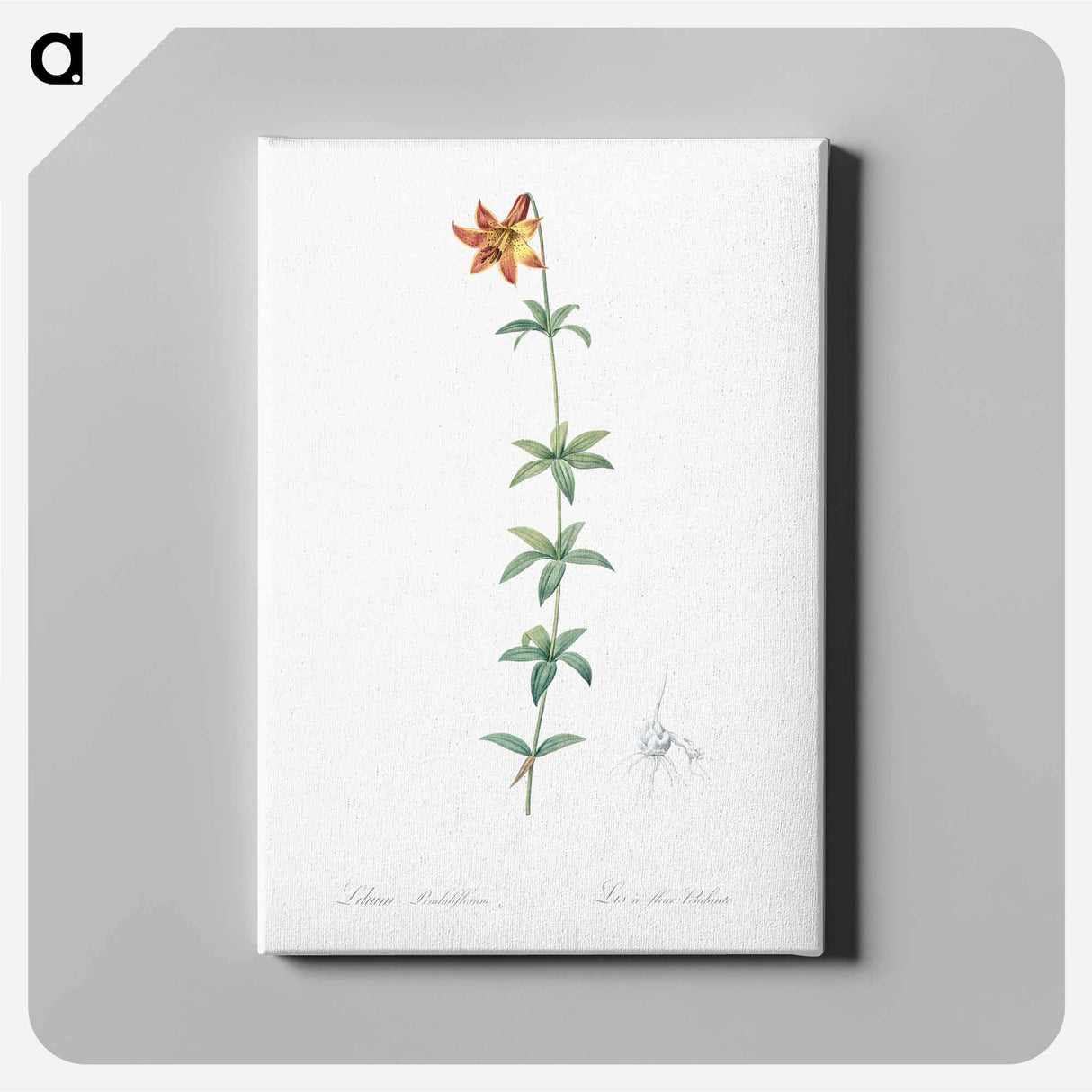 アートパネル-Lilium penduliflorum - ピエール ジョゼフ ルドゥーテ Canvas.