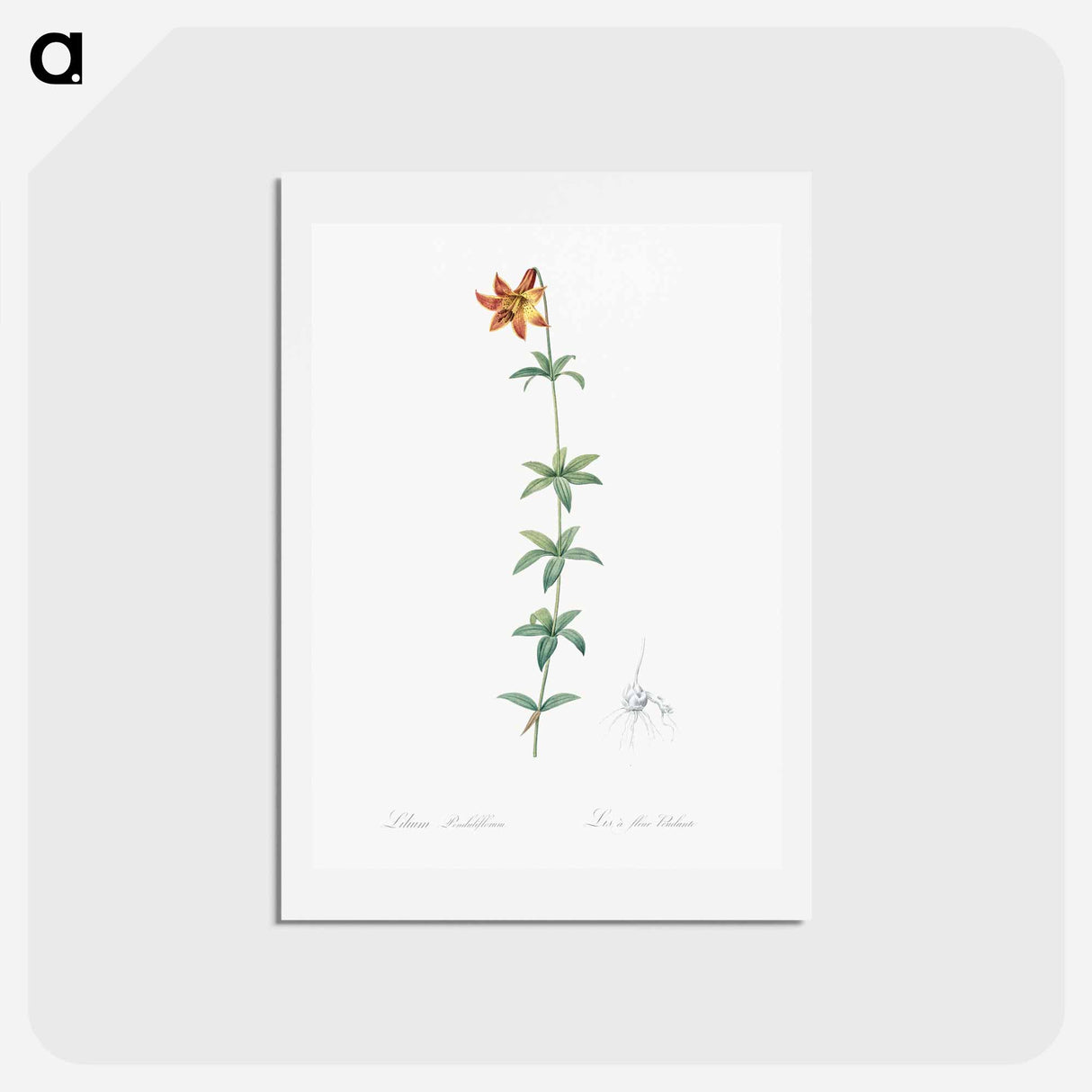 アートポストカード-Lilium penduliflorum - ピエール ジョゼフ ルドゥーテ Postcard.
