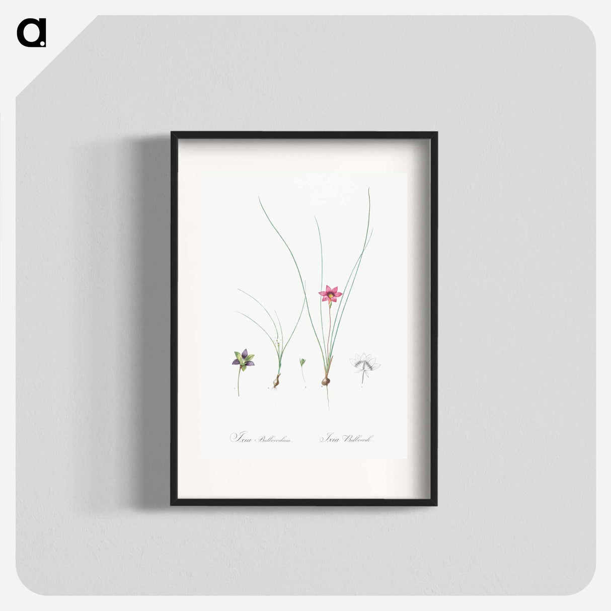 Crocus-leaved romulea - Pierre-Joseph Redouté Poster.