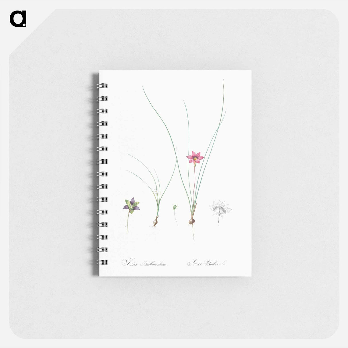 Crocus leaved romulea - ピエール ジョゼフ ルドゥーテ Memo.