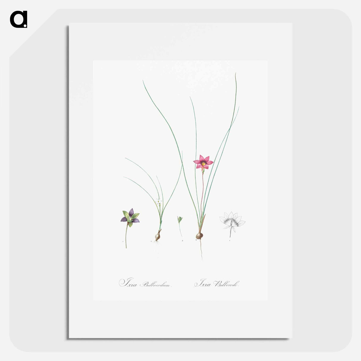 Crocus-leaved romulea - Pierre-Joseph Redouté Poster.