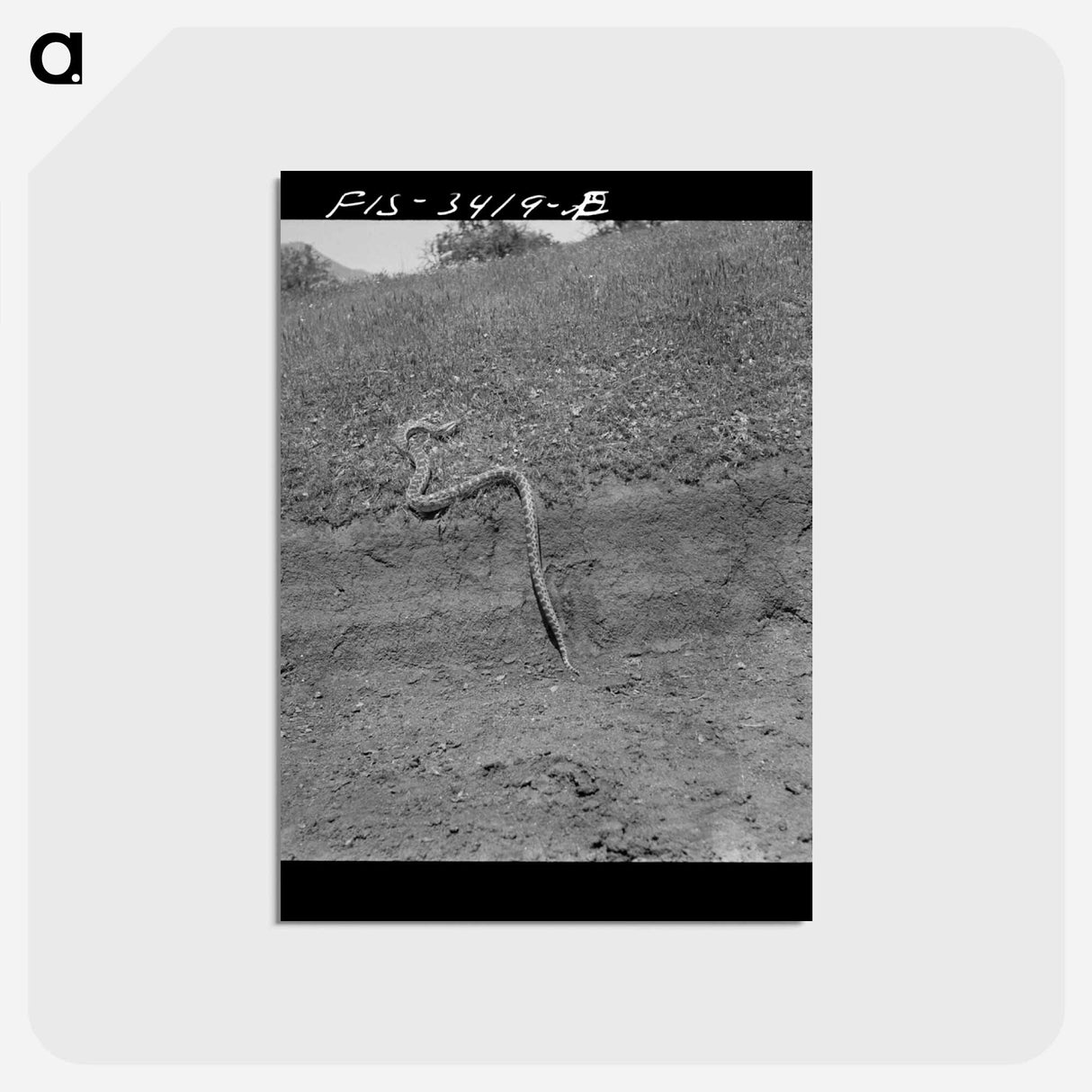アートポストカード-Bull Snake
- ラッセル リー Postcard.