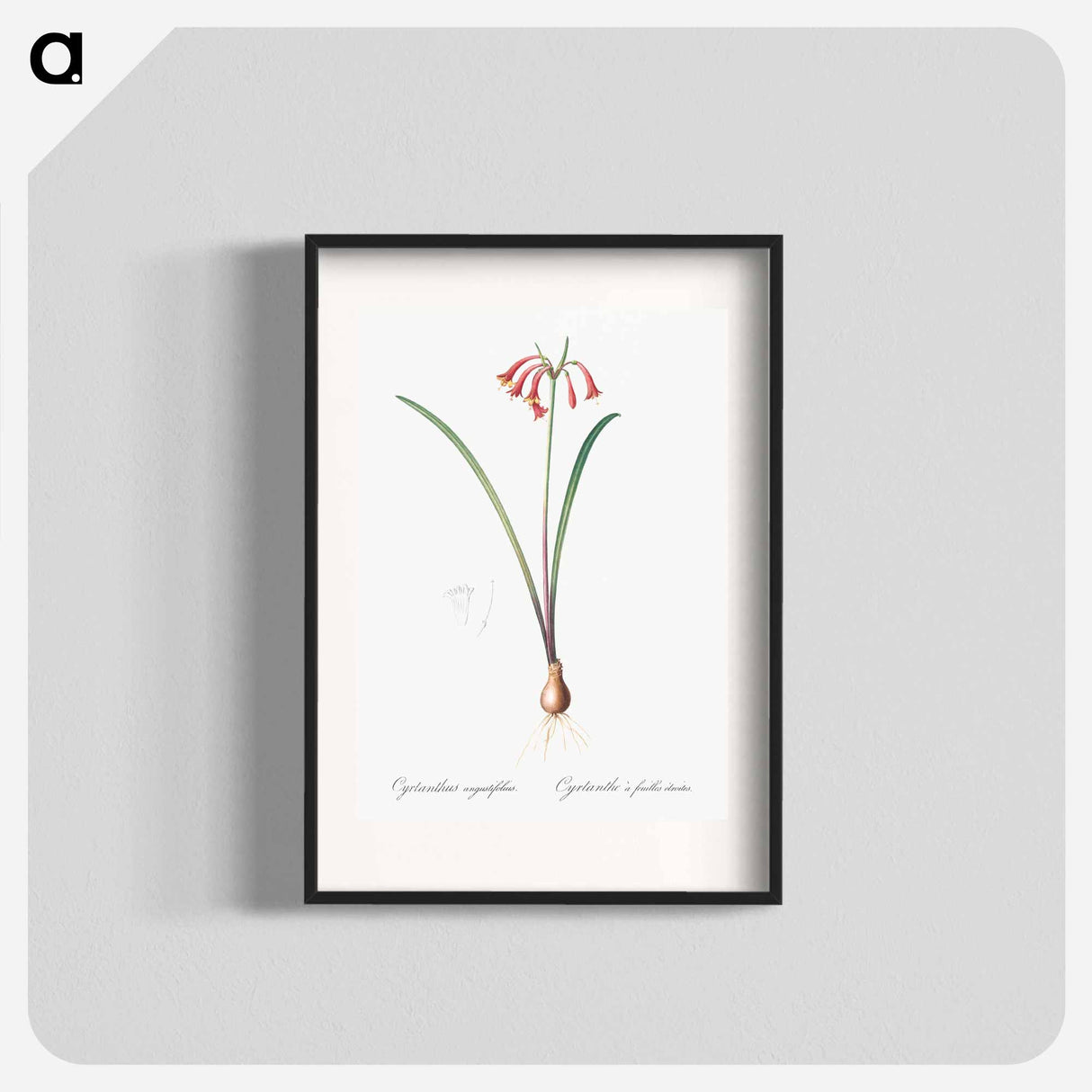 Brandlelie illustration - Pierre Joseph Redouté Poster.