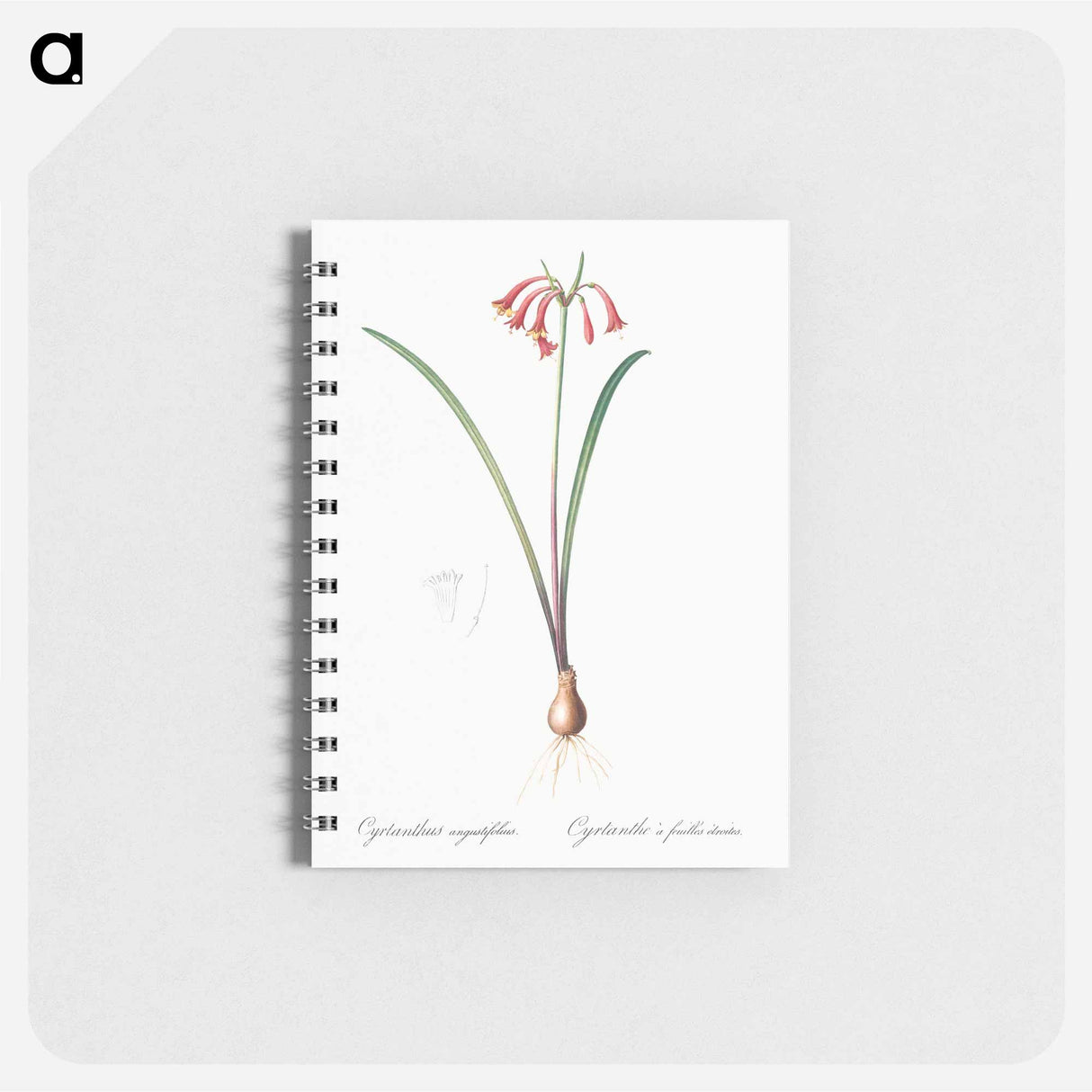 アートメモ帳-Brandlelie illustration - ピエール ジョゼフ ルドゥーテ Memo.