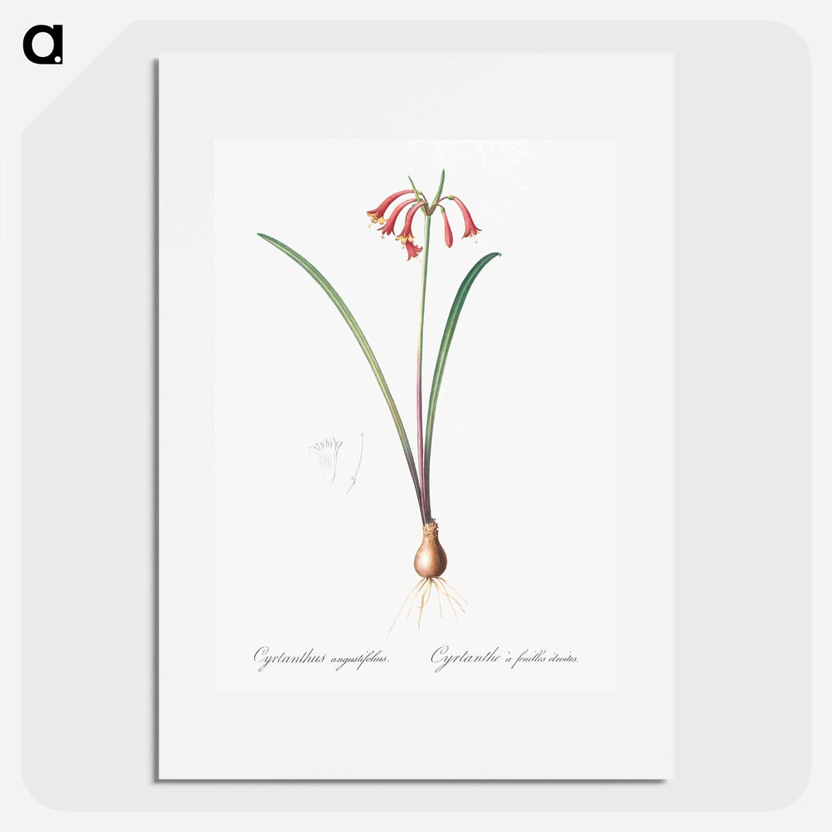 Brandlelie illustration - Pierre Joseph Redouté Poster.