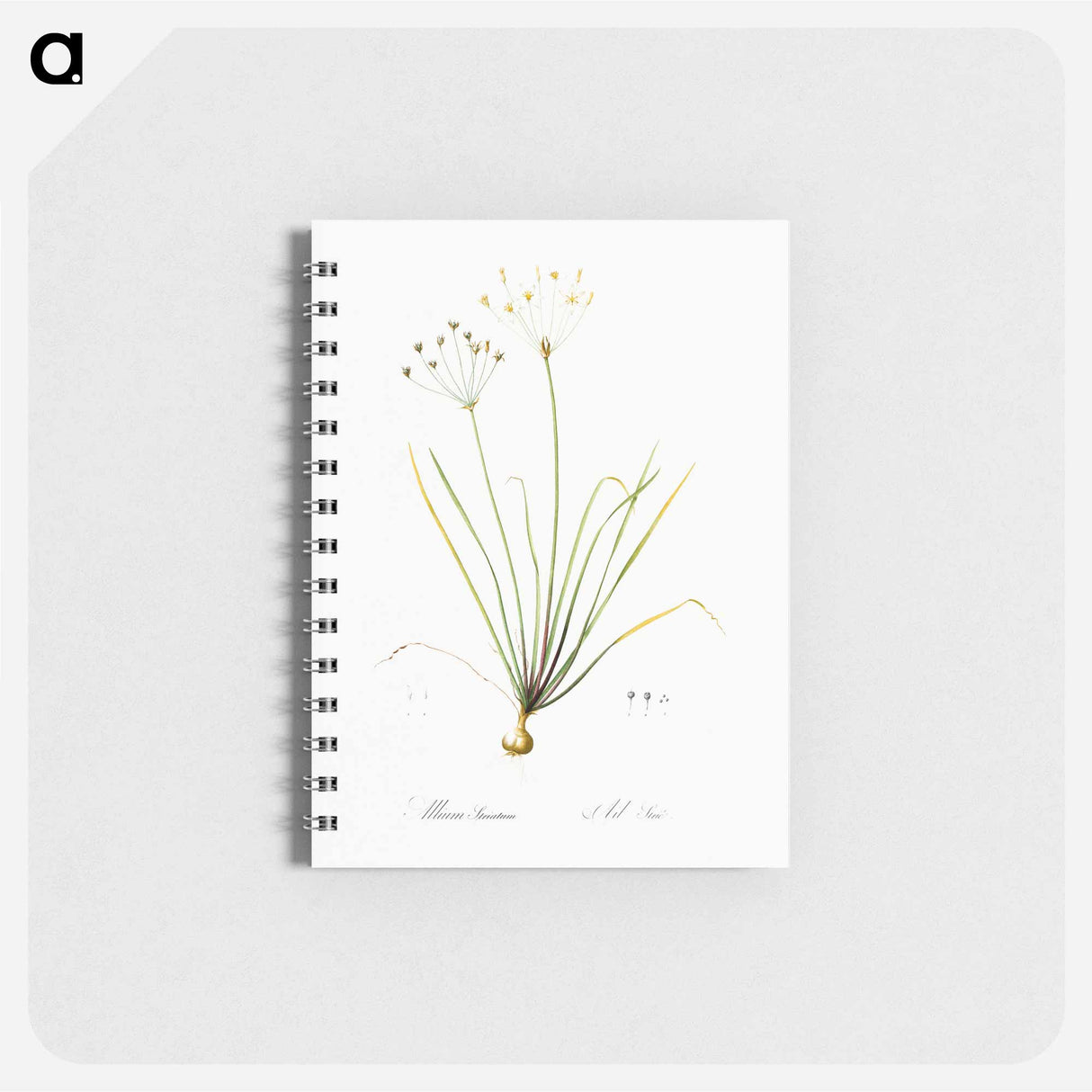 アートメモ帳-Allium straitum illustration - ピエール ジョゼフ ルドゥーテ Memo.
