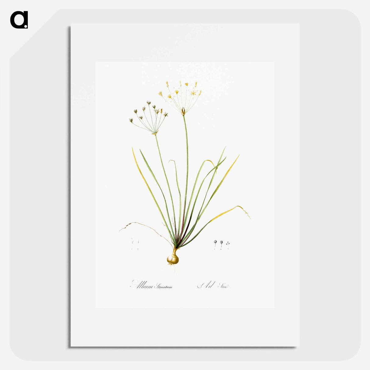 Allium straitum illustration - Pierre Joseph Redouté Poster.