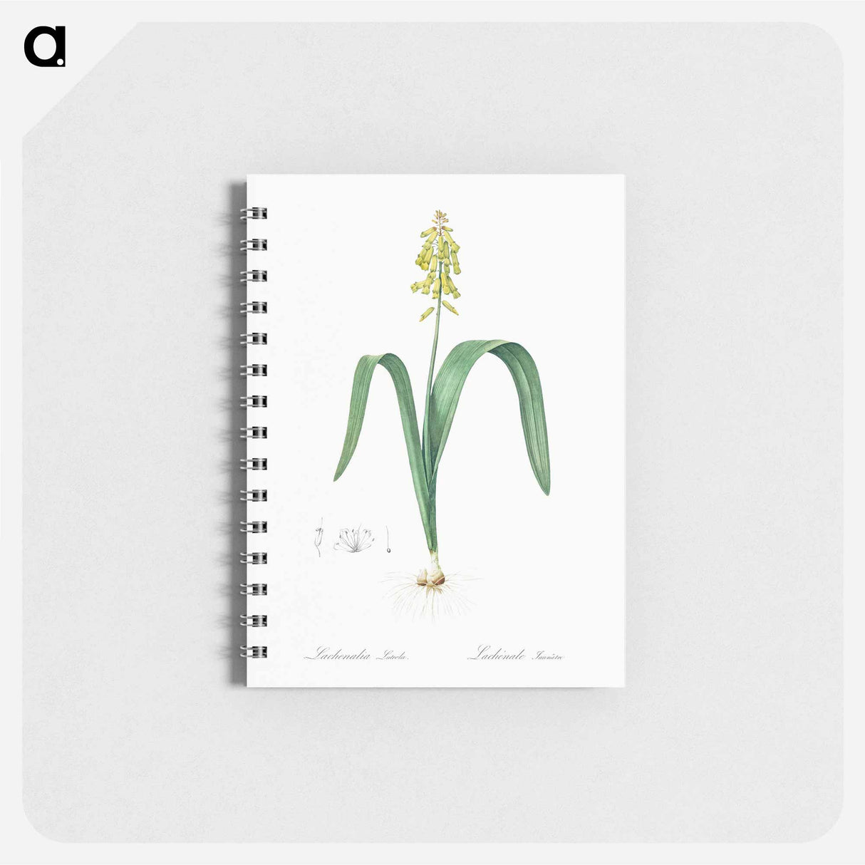 Opal flower illustration - ピエール ジョゼフ ルドゥーテ Memo.