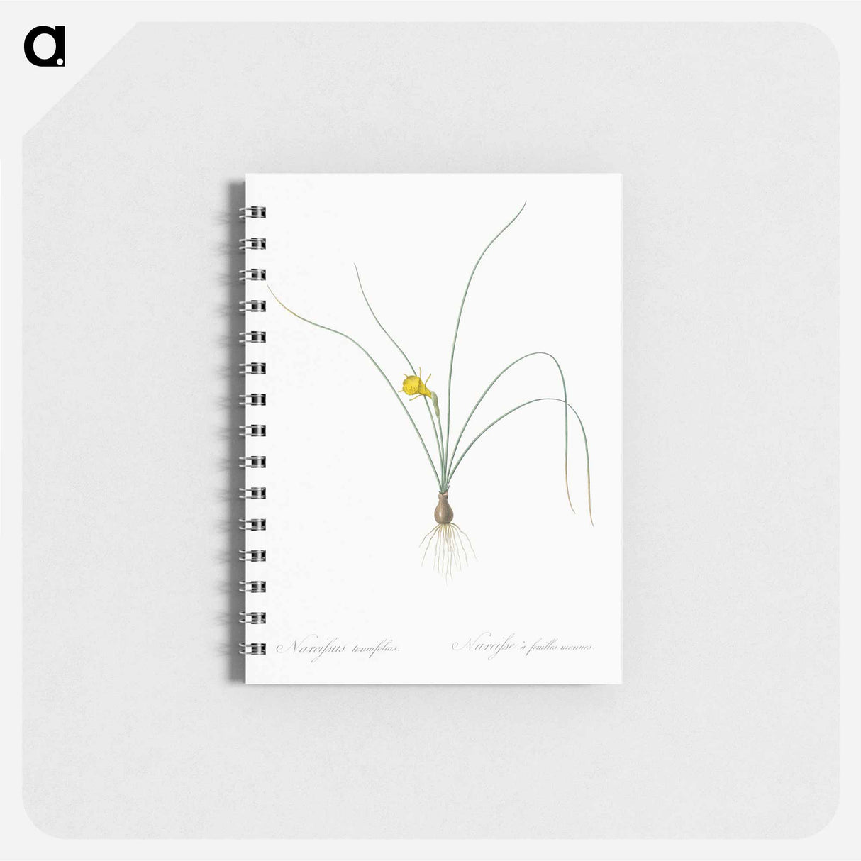 Petticoat daffodil illustration from Les liliacées - ピエール ジョゼフ ルドゥーテ Memo.