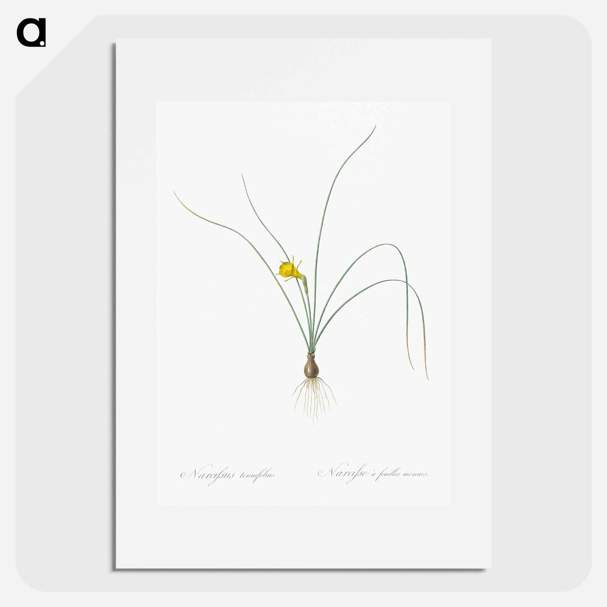 Petticoat daffodil illustration from Les liliacées - Pierre Joseph Redouté Poster.