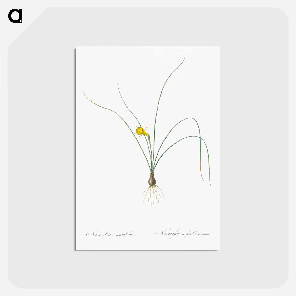 アートポストカード-Petticoat daffodil illustration from Les liliacées - ピエール ジョゼフ ルドゥーテ Postcard.