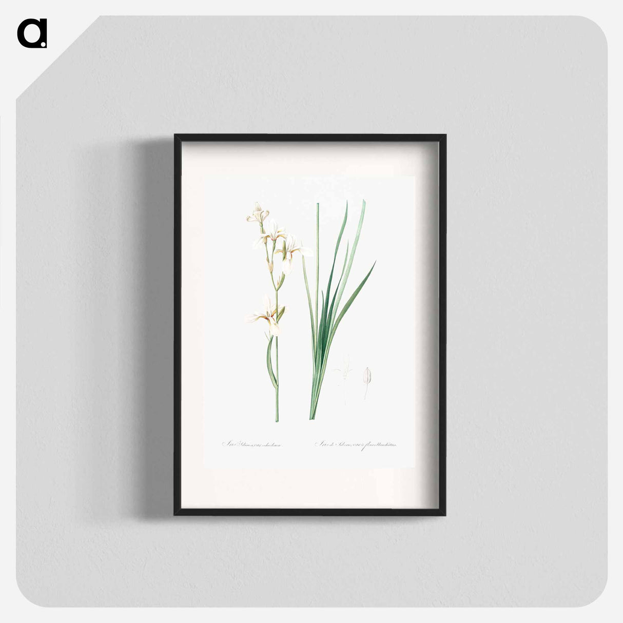 Siberian iris illustration - Pierre Joseph Redouté Poster.