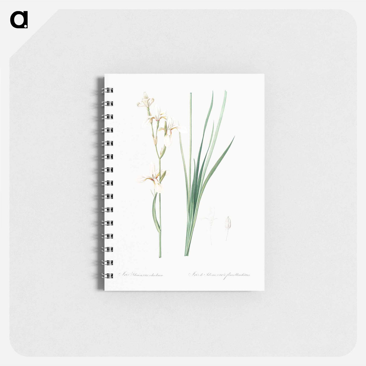 Siberian iris illustration - ピエール ジョゼフ ルドゥーテ Memo.