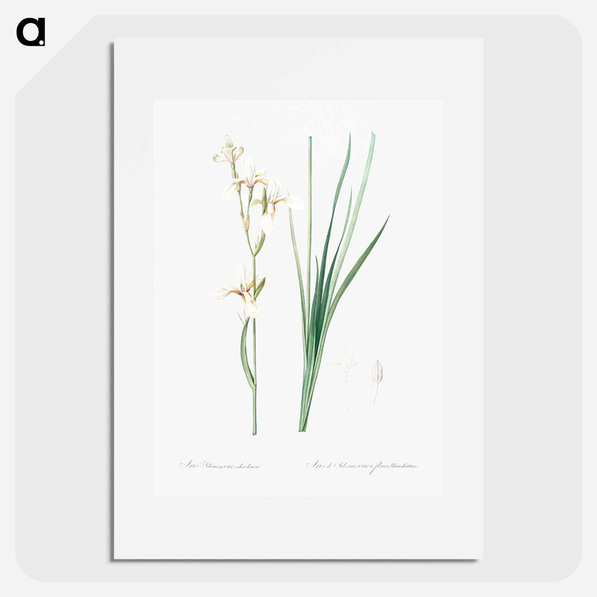 Siberian iris illustration - Pierre Joseph Redouté Poster.