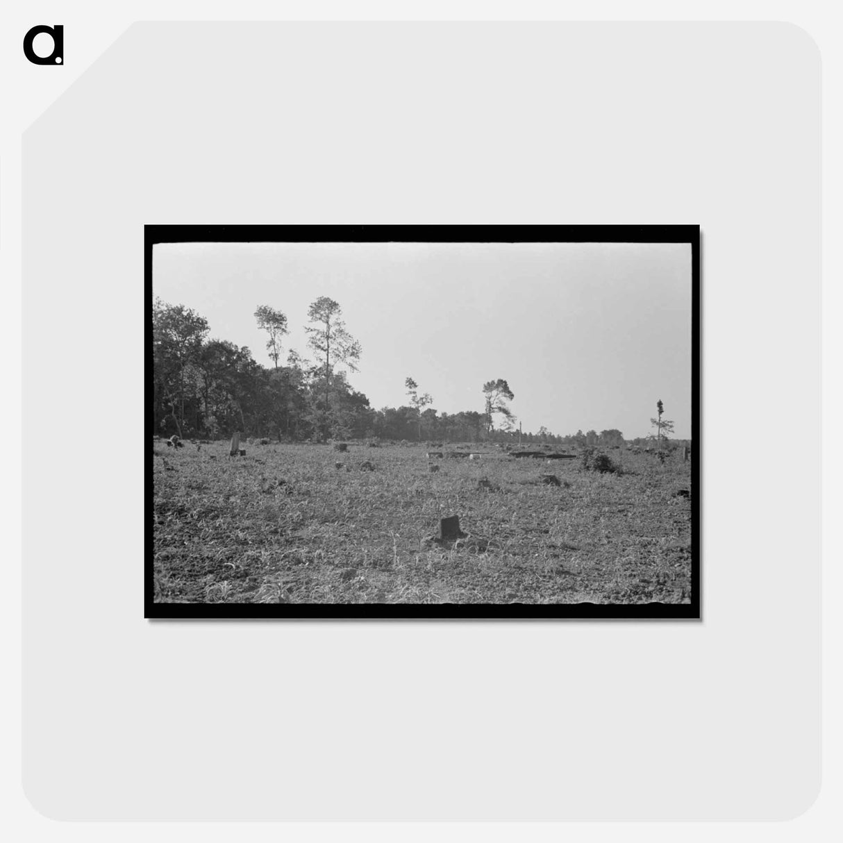アートポストカード-Corn Growing on Cut-Over Land
- ラッセル リー Postcard.