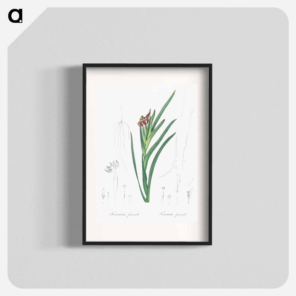 Spider iris illustration - Pierre Joseph Redouté Poster.