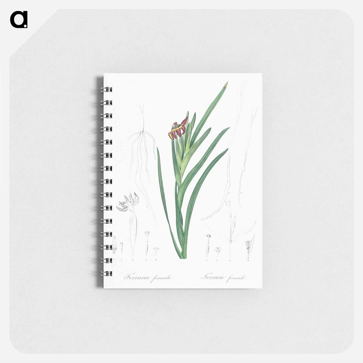 Spider iris illustration - ピエール ジョゼフ ルドゥーテ Memo.