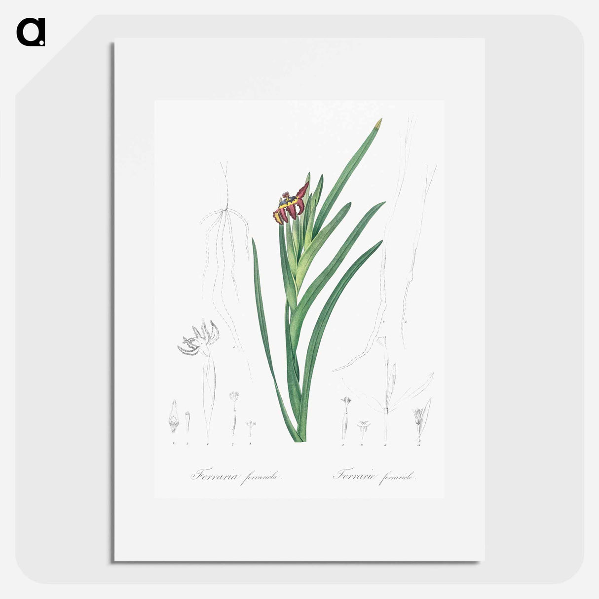 Spider iris illustration - Pierre Joseph Redouté Poster.