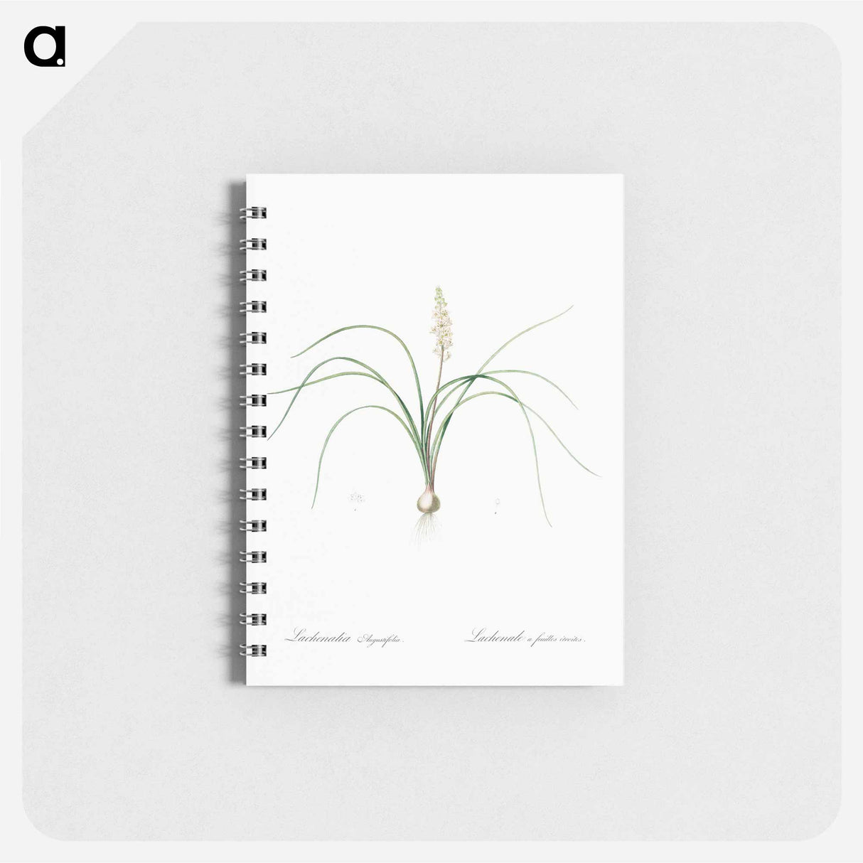 Lachenalia angustifolia illustration - ピエール ジョゼフ ルドゥーテ Memo.