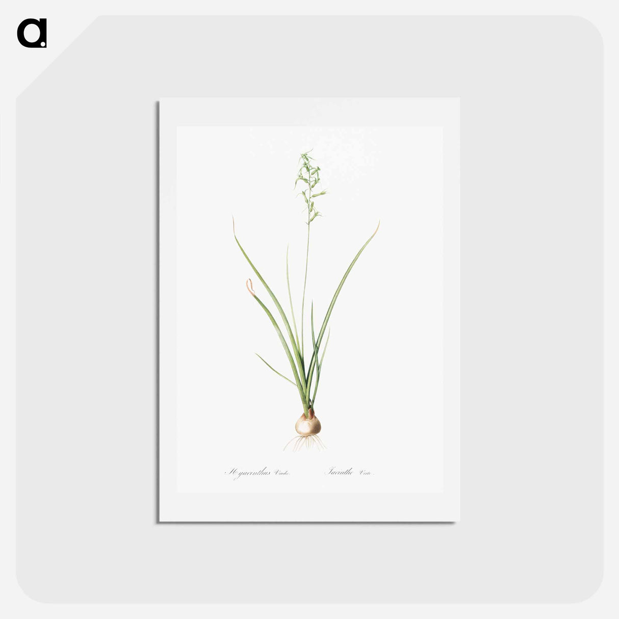 アートポストカード-Hyacinthus viridis illustration from Les liliacées - ピエール ジョゼフ ルドゥーテ Postcard.