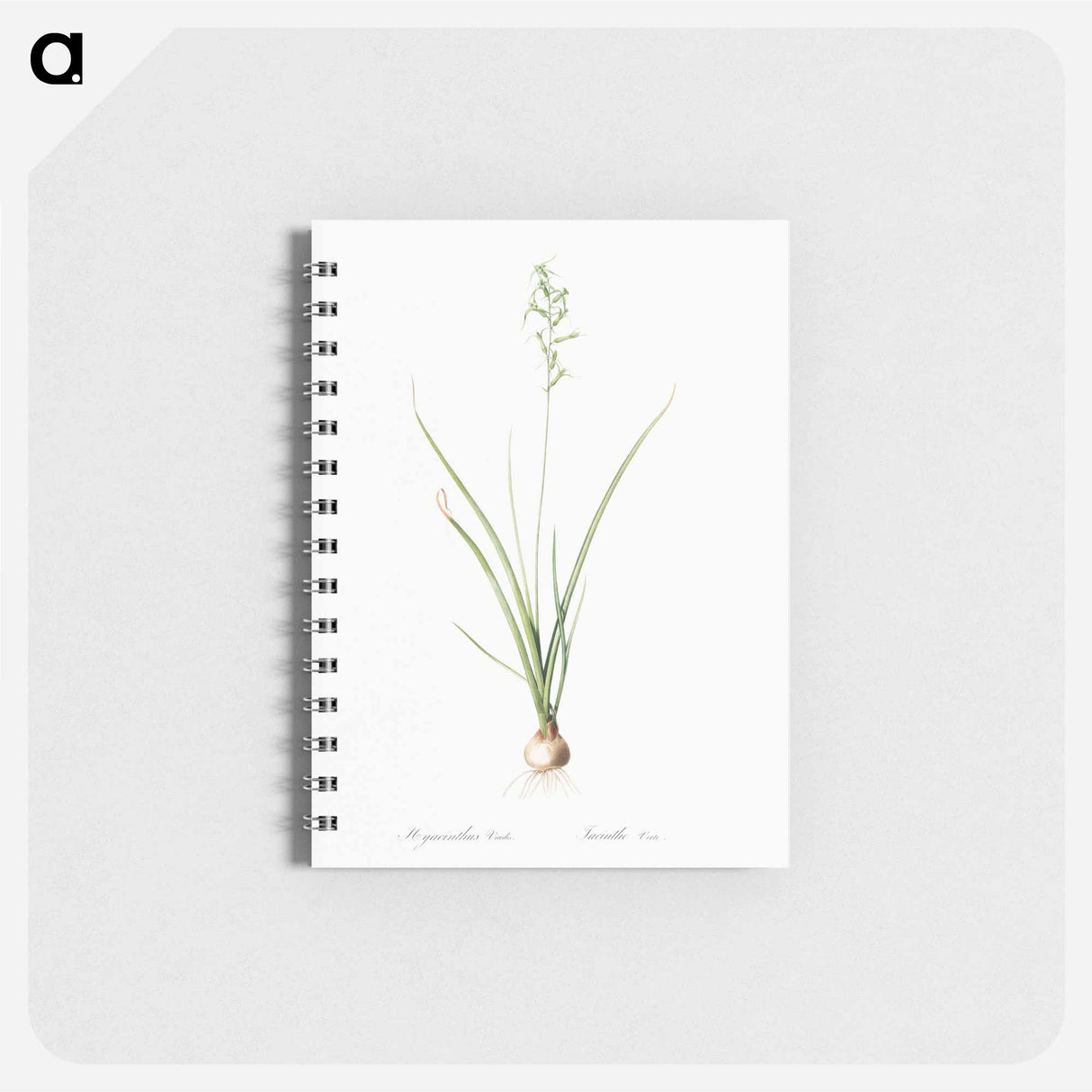 Hyacinthus viridis illustration from Les liliacées - ピエール ジョゼフ ルドゥーテ Memo.