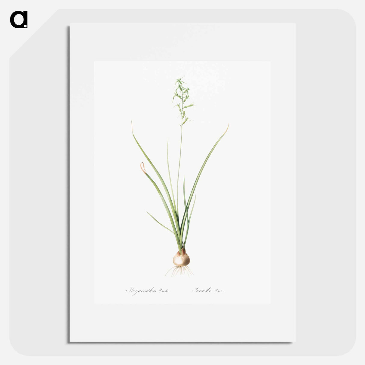 Hyacinthus viridis illustration from Les liliacées - Pierre-Joseph Redouté Poster.