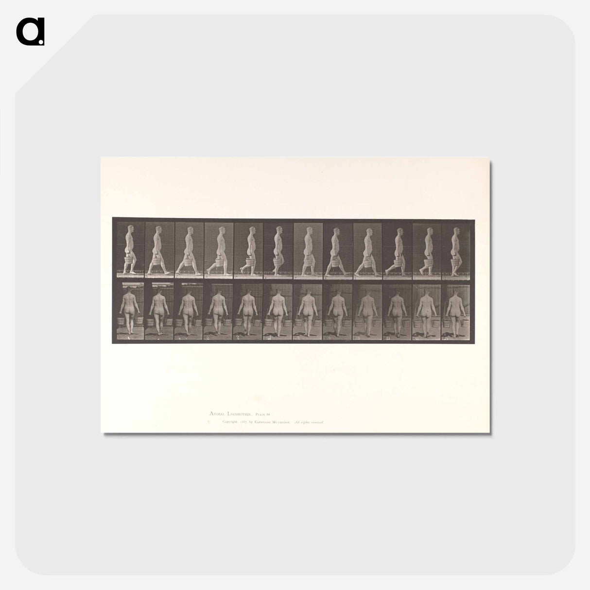 アートポストカード-Naked Man Walking
- エドワード マイブリッジ Postcard.