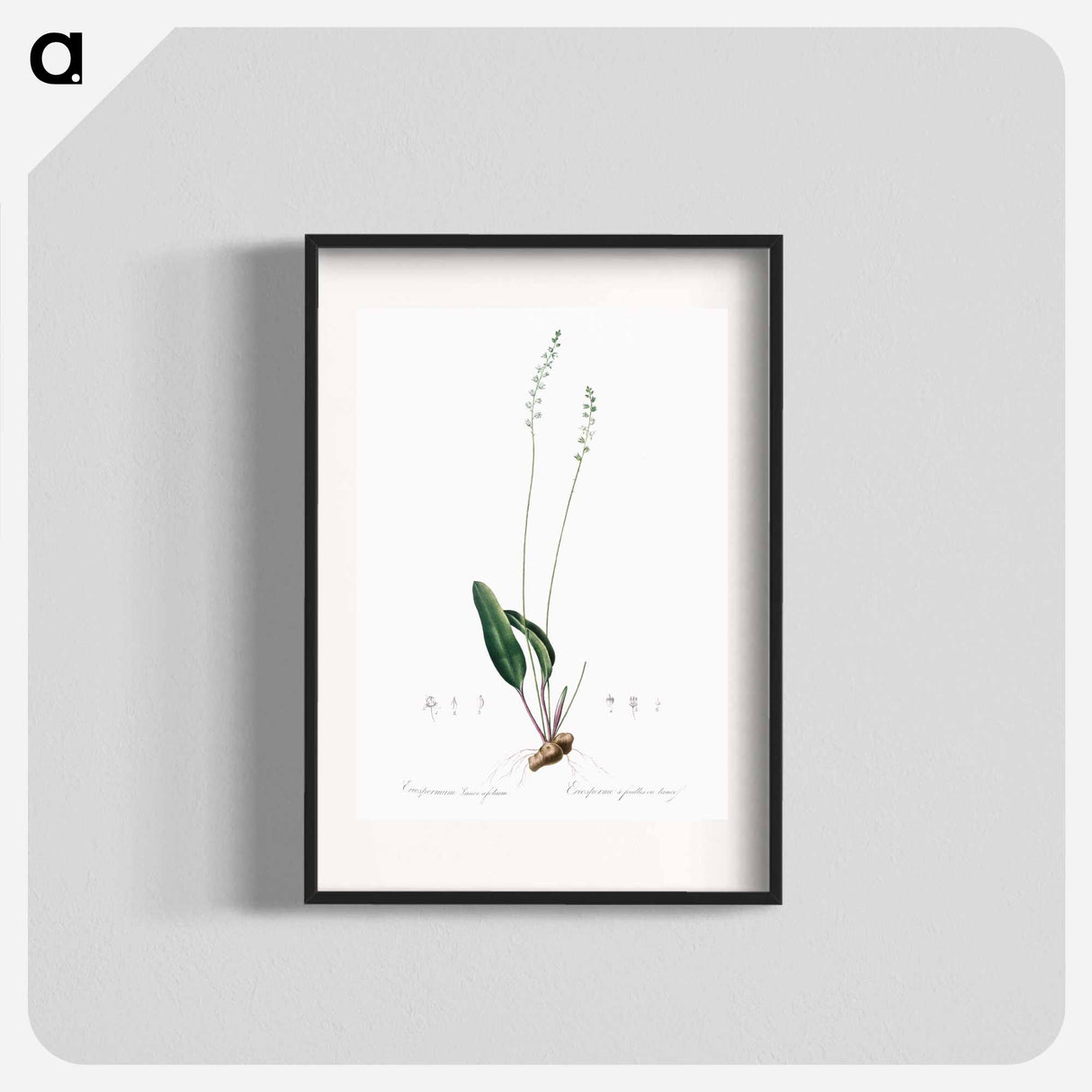 Eriospermum lanceaefolium illustration - Pierre Joseph Redouté Poster.