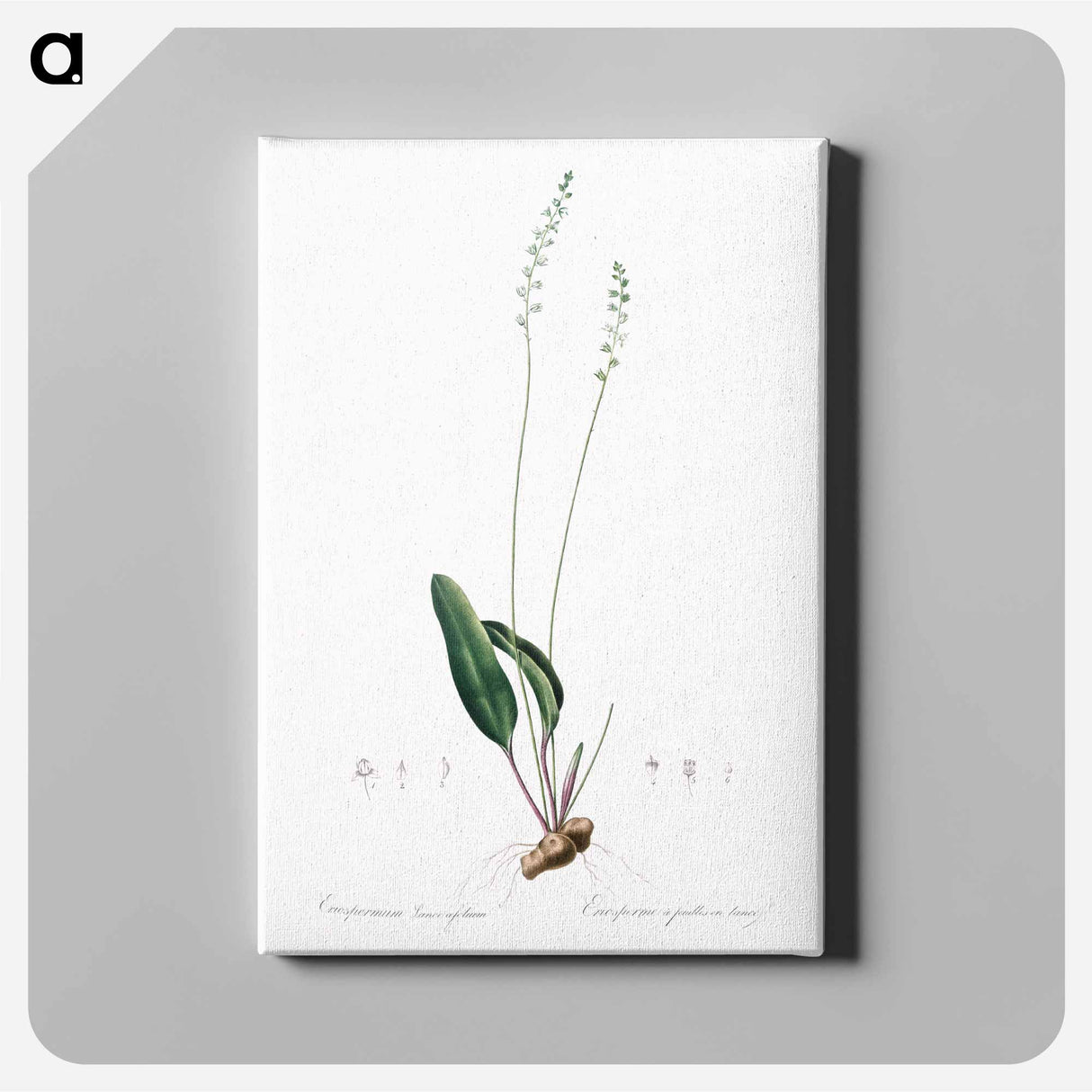 アートパネル-Eriospermum lanceaefolium illustration - ピエール ジョゼフ ルドゥーテ Canvas.