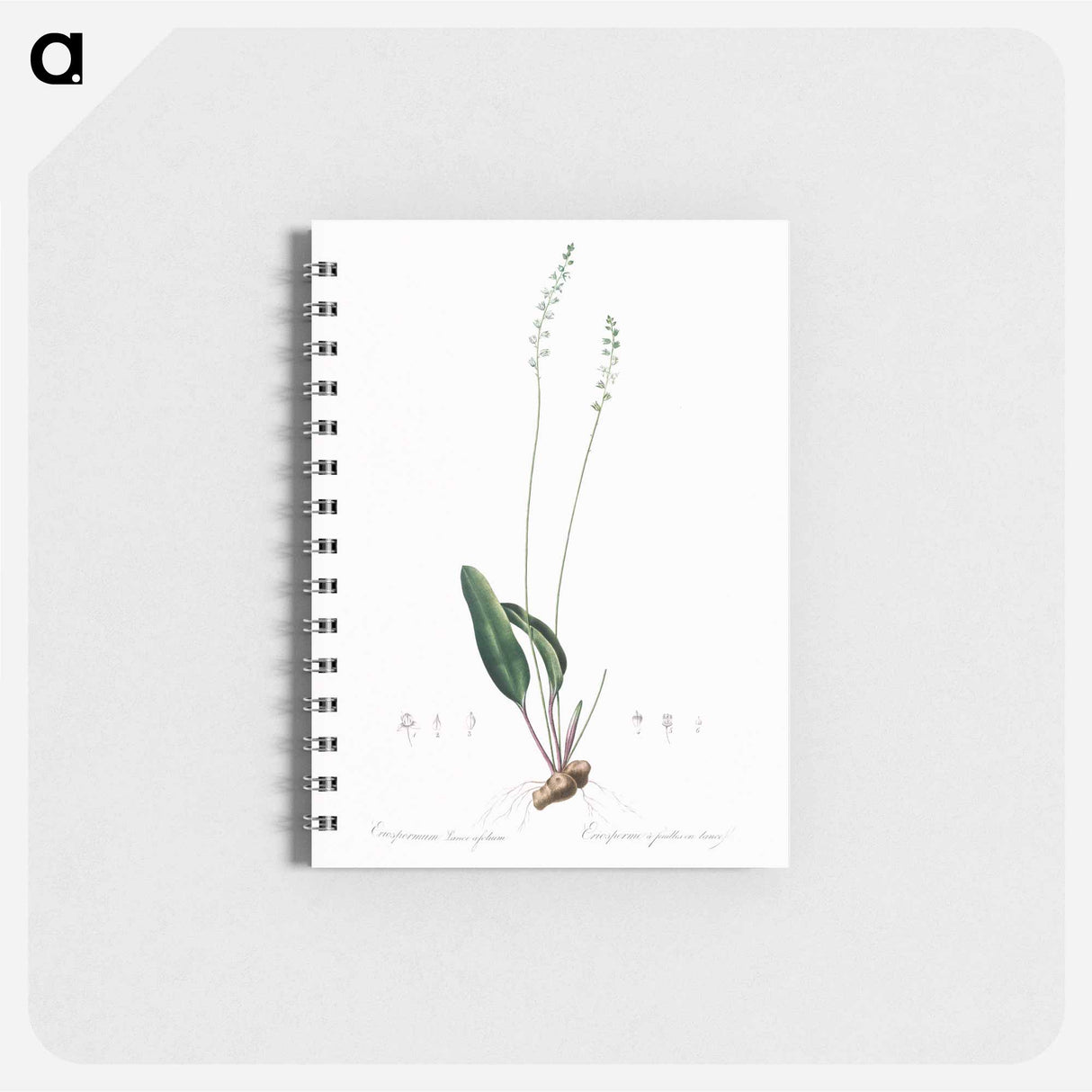 アートメモ帳-Eriospermum lanceaefolium illustration - ピエール ジョゼフ ルドゥーテ Memo.