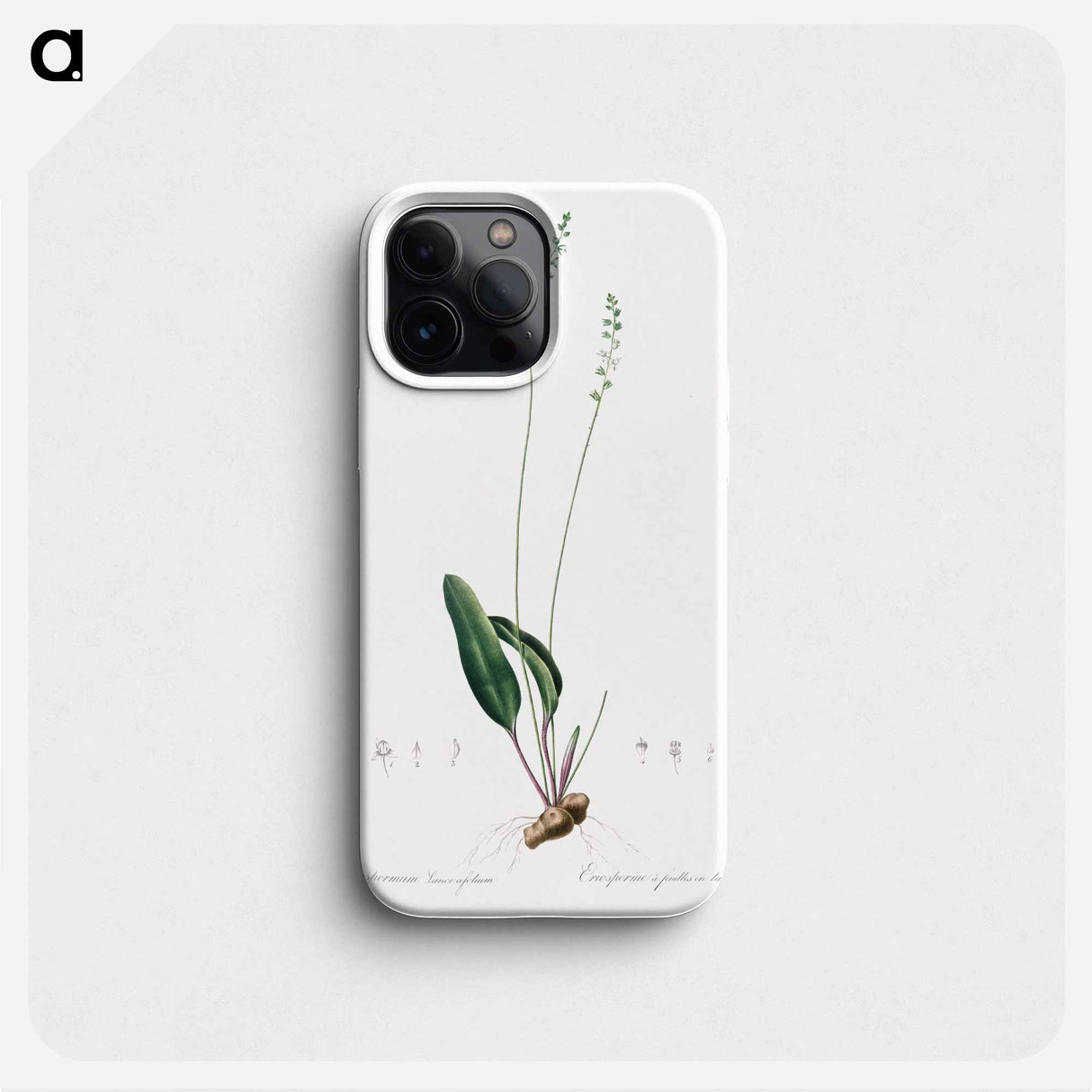 Eriospermum lanceaefolium illustration - Pierre Joseph Redouté Phone Case.