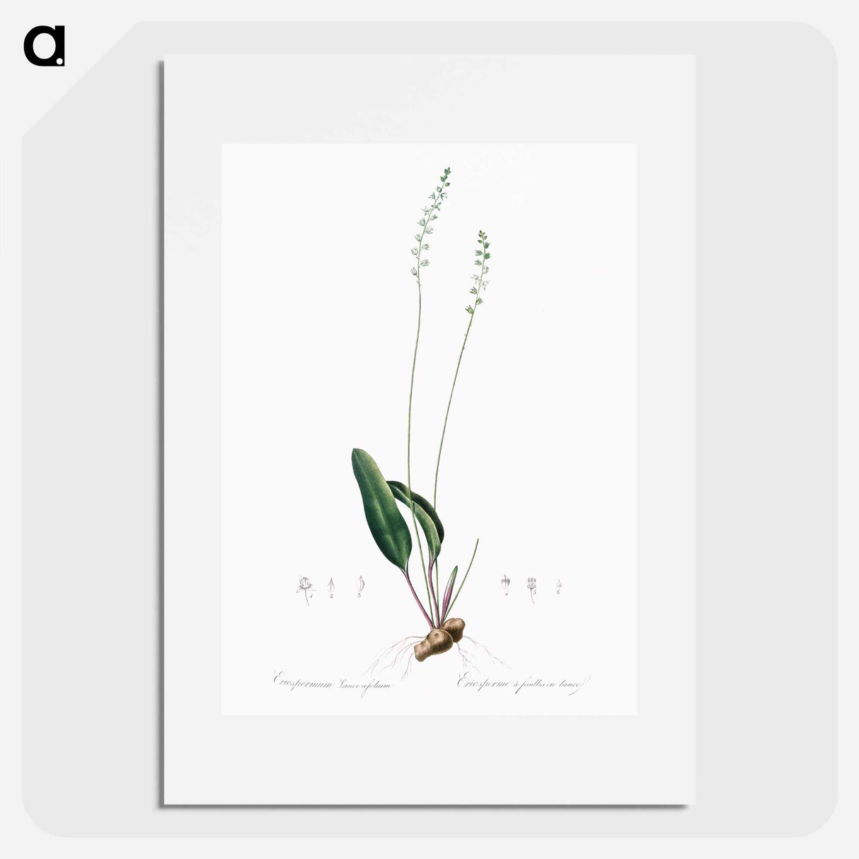 Eriospermum lanceaefolium illustration - Pierre Joseph Redouté Poster.