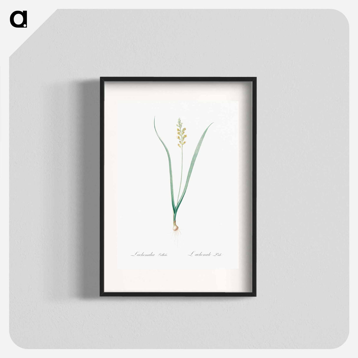 Lachenalia pallida - Pierre Joseph Redouté Poster.