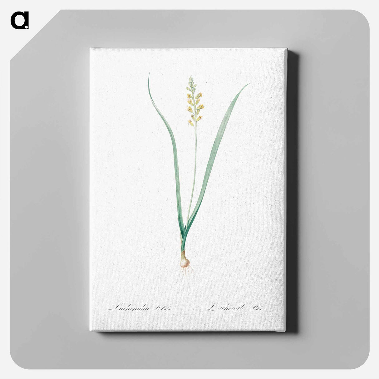 アートパネル-Lachenalia pallida - ピエール ジョゼフ ルドゥーテ Canvas.